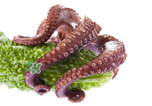 八爪魚什么季節(jié)最好吃？八爪魚什么時候有籽？