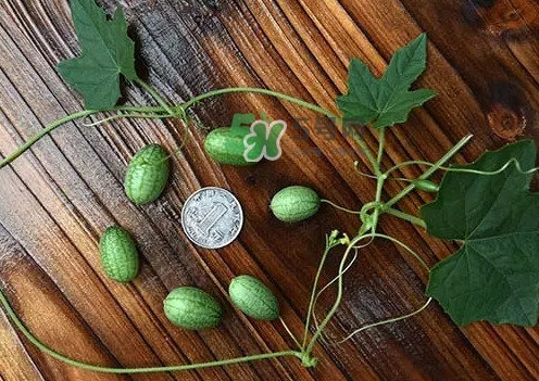 拇指西瓜多少錢一斤？拇指西瓜一口能吃幾個？