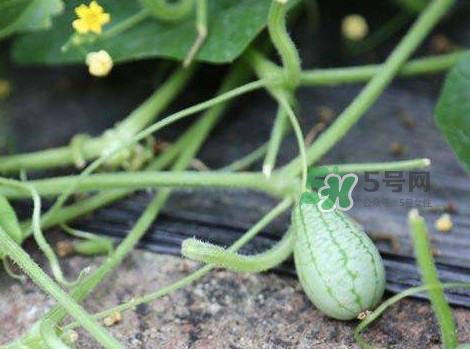 拇指西瓜什么時候種植最好？拇指西瓜哪里可以買到