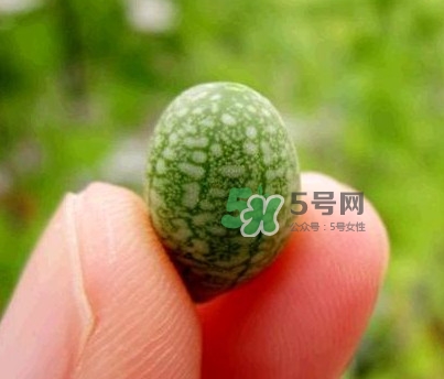 拇指西瓜什么時(shí)候上市？拇指西瓜什么時(shí)候成熟
