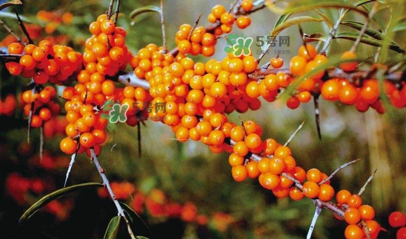 沙棘是什么？沙棘的功效與作用
