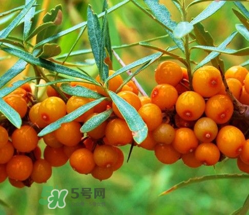 沙棘怎么吃？沙棘果的食用禁忌