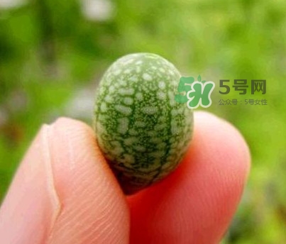 拇指西瓜怎么吃？拇指西瓜好吃嗎