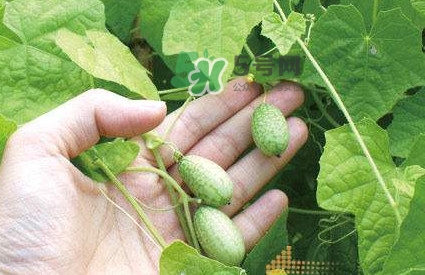 拇指西瓜什么時(shí)候上市？拇指西瓜什么時(shí)候成熟