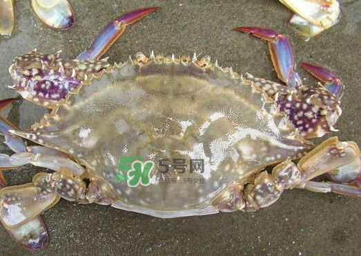 梭子蟹養(yǎng)殖的嗎？梭子蟹養(yǎng)殖和野生的區(qū)別