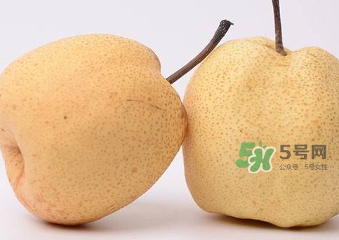 碭山梨什么時候成熟？碭山梨幾月份成熟