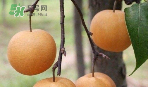 梨子什么時候吃最好？梨子什么時候成熟