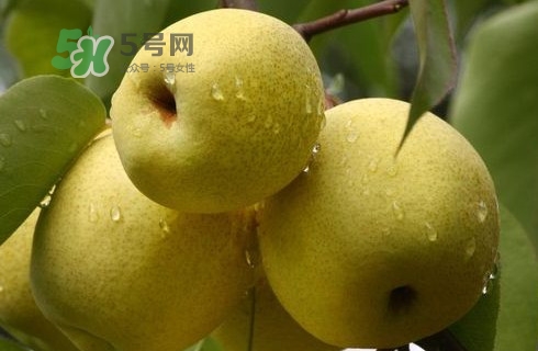 梨子多少錢一斤？皇冠梨多少錢一斤？