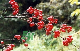 怎么看男人腎好不好？男人腎虛吃什么調(diào)理？