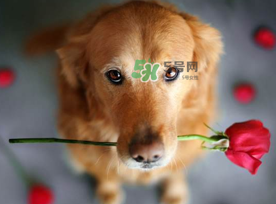 七夕可以提前送花嗎？七夕節(jié)提前幾天送花好？