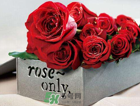 roseonly怎么樣？roseonly好看嗎？