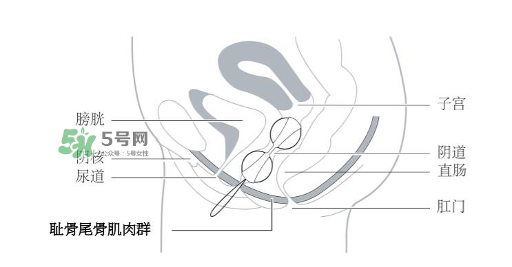 lelo露娜球如何使用方法？露娜球使用感受