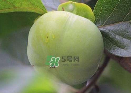 柿子葉能降血糖嗎？青柿子的功效與作用