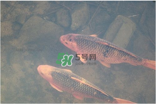 八月份釣魚用什么料好？八月份釣什么魚？