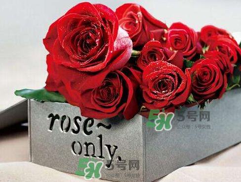 roseonly怎么看真假？roseonly真假對比