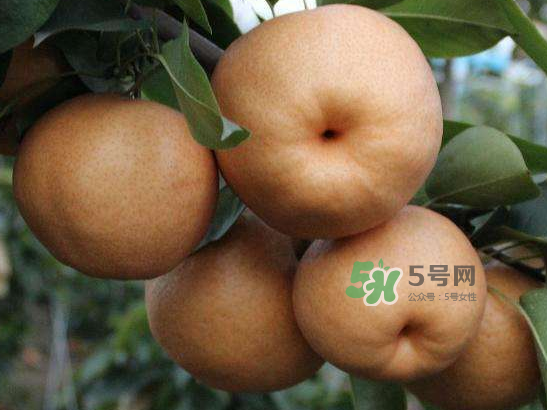 2017豐水梨多少錢一斤？豐水梨價(jià)格