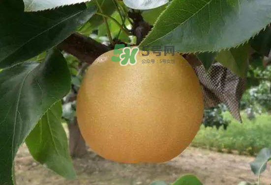 豐水梨什么時(shí)候上市？豐水梨幾月份成熟？