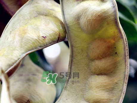 皂角米可以直接煮嗎？皂角米和什么一起煮好