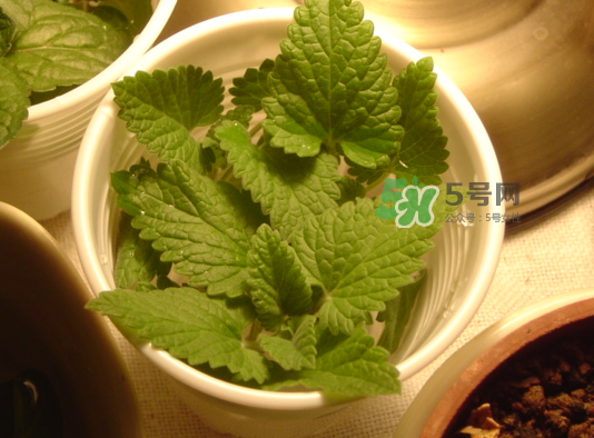 貓薄荷人能吃嗎？貓薄荷能吃嗎？