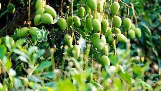 孕晚期能吃芒果嗎？孕晚期吃了很多芒果對(duì)胎兒好嗎？