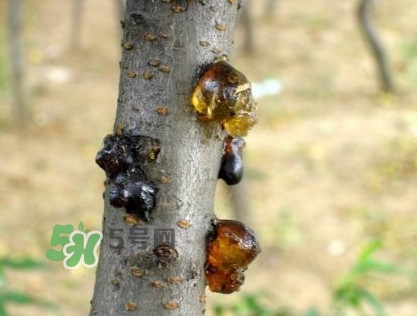 桃膠是桃樹上的膠嗎？桃膠是什么味道