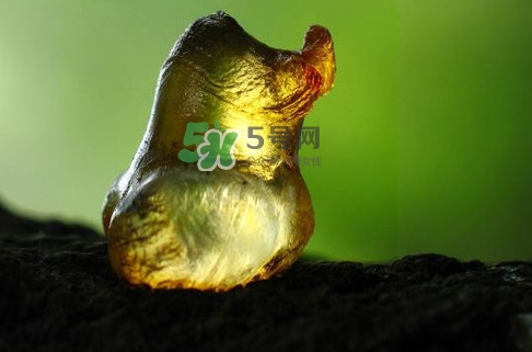 桃膠幾月份可以采摘？桃膠幾歲小孩能吃