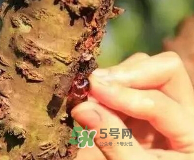 桃膠適合什么人吃？吃桃膠會上火嗎？