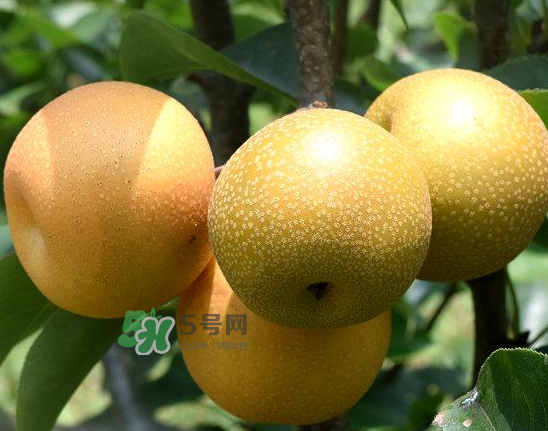 豐水梨和雪梨哪個(gè)好？豐水梨和雪梨的區(qū)別