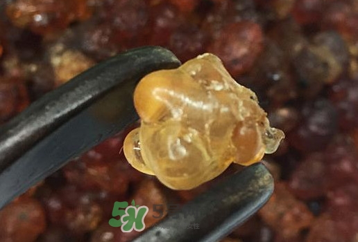 桃膠幾月份可以采摘？桃膠幾歲小孩能吃