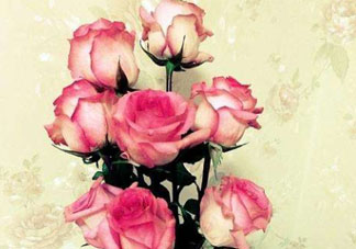 roseonly怎么讀？roseonly怎么讀在線讀？