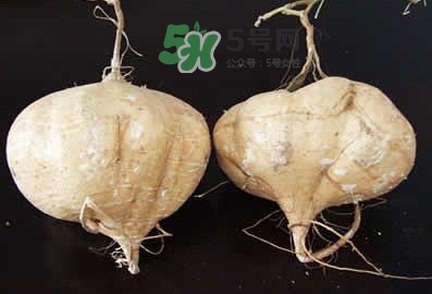涼薯是什么東西？涼薯是地瓜嗎？