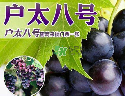 戶太八號多少錢一斤？戶太八號為什么在全國很有名？