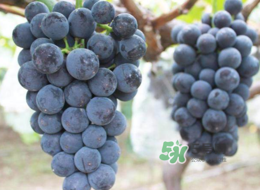 戶太八號和巨峰哪個好？戶太八號和巨峰的區(qū)別