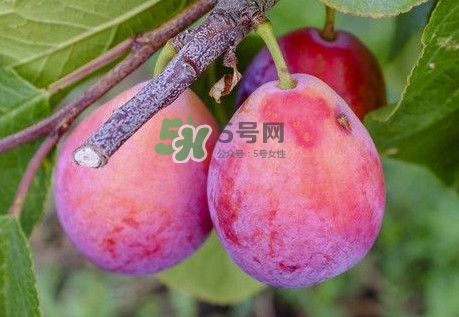 新鮮西梅怎么保存？西梅的保存方法
