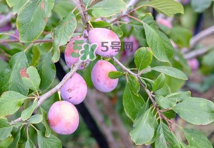 新鮮西梅怎么保存？西梅的保存方法