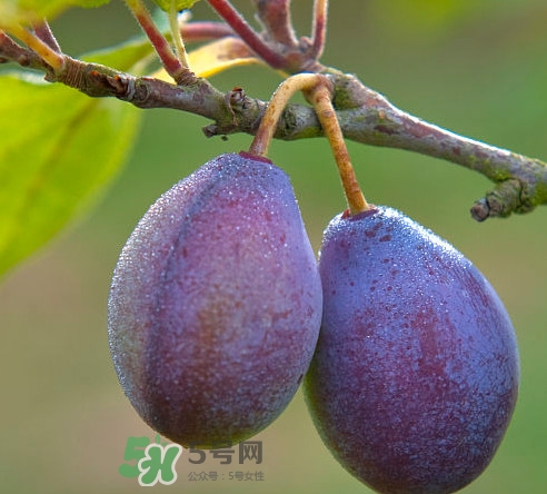 吃西梅上火嗎？新鮮西梅怎么吃