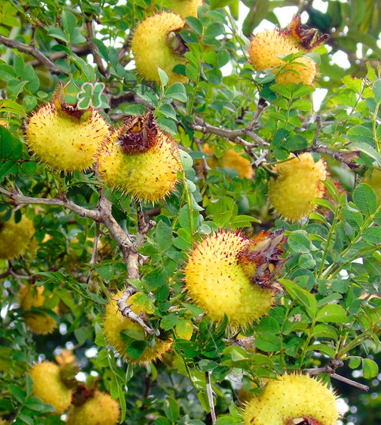 刺梨泡茶能經(jīng)常喝嗎？刺梨泡水喝禁忌多
