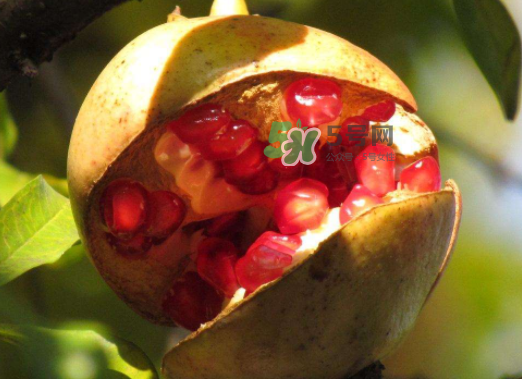 石榴為什么會(huì)裂開？石榴裂果是怎么回事？