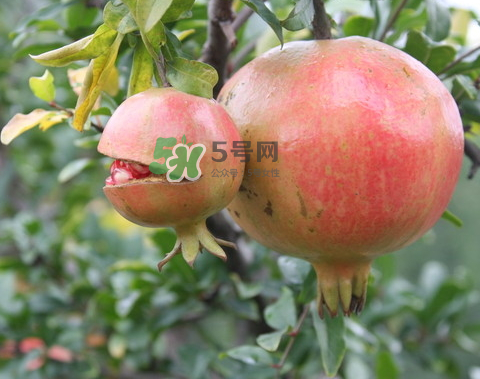 石榴為什么會(huì)爛？石榴怎么存放不會(huì)爛？