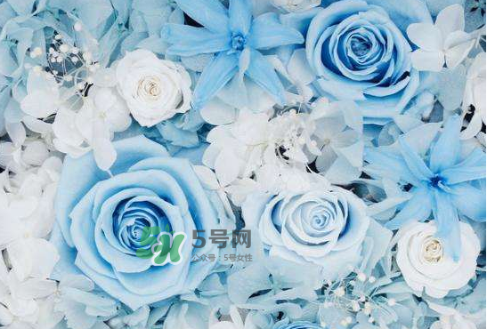 野獸派永生花會死嗎？野獸派永生花是什么？
