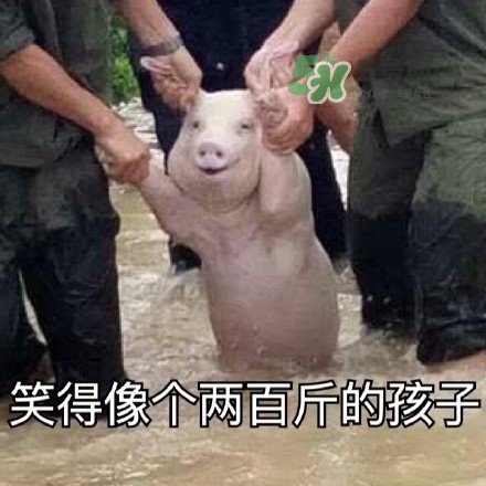 網(wǎng)紅小豬表情包為什么火了？網(wǎng)紅小豬表情包怎么火的？