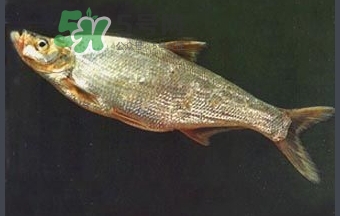 刁子魚是秋刀魚嗎？刁子魚是海魚嗎？