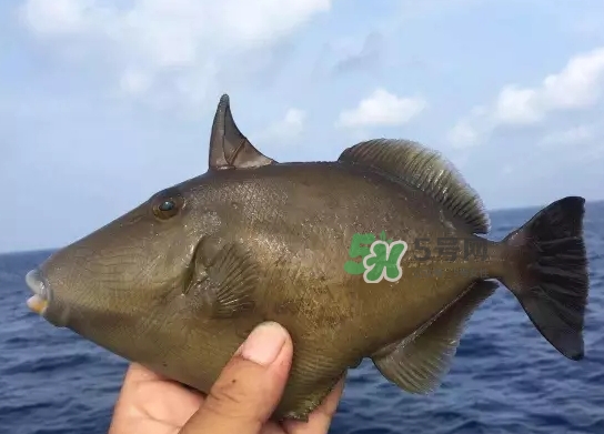 剝皮魚是什么魚？剝皮魚是深海魚嗎