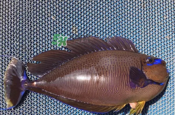剝皮魚是什么魚？剝皮魚是深海魚嗎