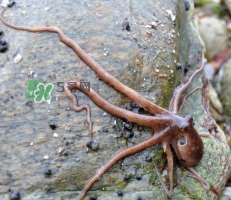章魚有牙齒嗎？章魚天敵是什么