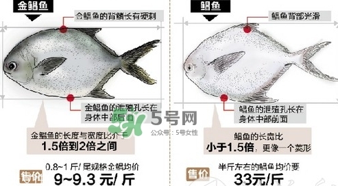 金鯧魚是海魚嗎？金鯧魚的刺多嗎？