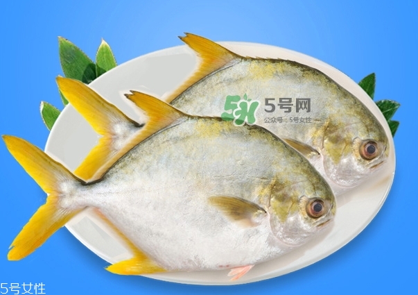 金鯧魚是海魚嗎？金鯧魚的刺多嗎？