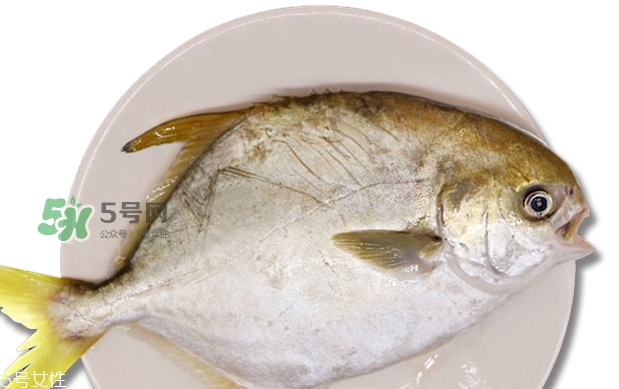 金鯧魚是海魚嗎？金鯧魚的刺多嗎？