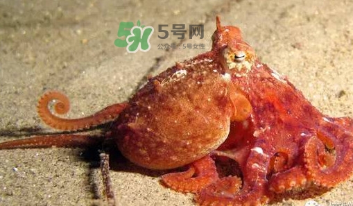 章魚有牙齒嗎？章魚天敵是什么