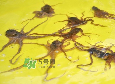 章魚會咬人嗎？章魚會吃人嗎